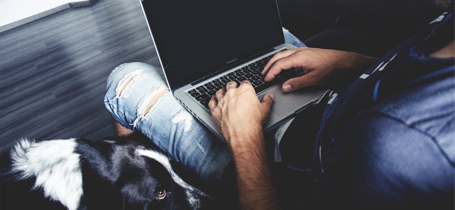 comment teletravailler avec animaux de compagnie