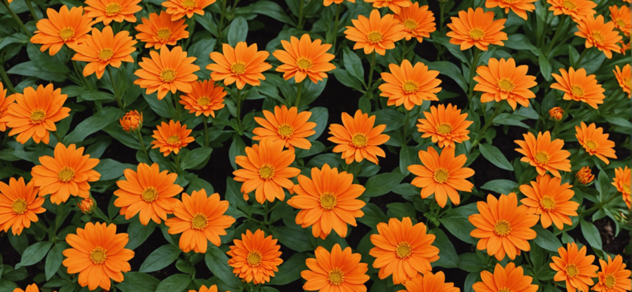 découvrez une sélection des plus magnifiques fleurs orange à cultiver dans votre jardin. trouvez l'inspiration pour ajouter de la couleur et de la beauté à votre espace extérieur.